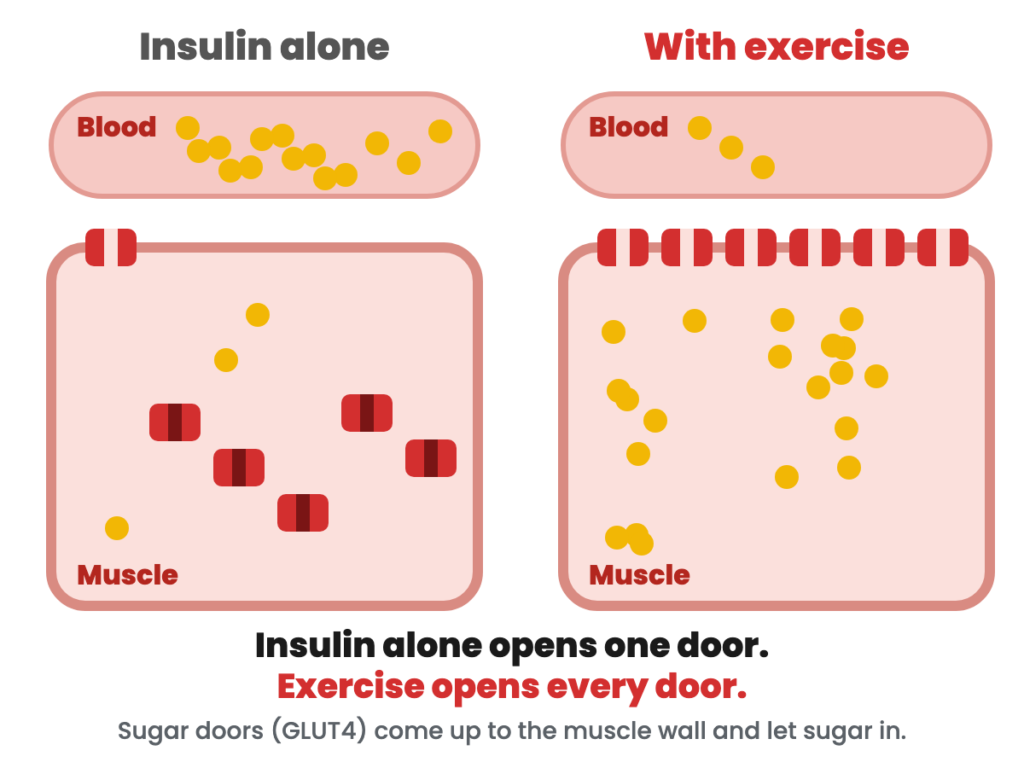 Two muscle cells side by side: insulin alone opens one sugar door, exercise opens every door and fills the cell with sugar.