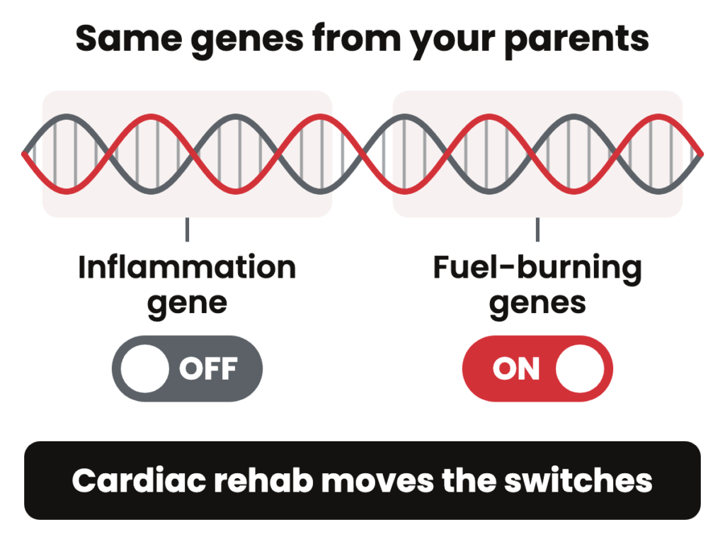 A DNA strand labelled same genes from your parents, with the switch on the inflammation gene turned off and the switch on the fuel-burning genes turned on.