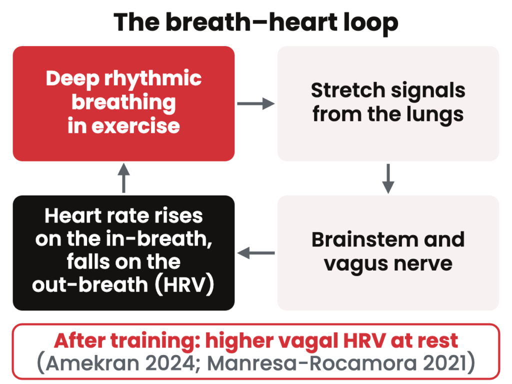 The breath–heart loop: deep rhythmic breathing sends stretch signals from the lungs to the brainstem and vagus nerve, making heart rate rise on the in-breath and fall on the out-breath.