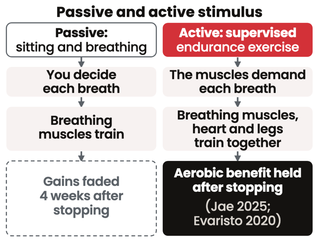 Diagram comparing a passive stimulus, sitting and breathing, whose gains faded after stopping, with the active stimulus of supervised endurance exercise, which trains breathing muscles, heart and legs together.