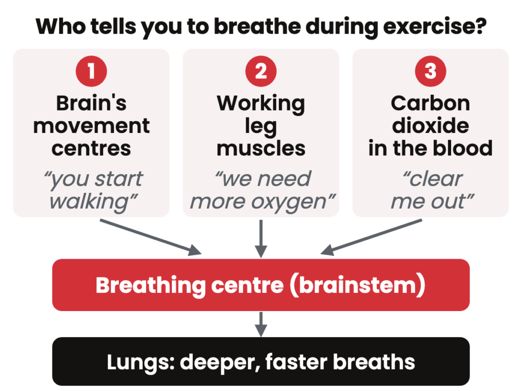 Diagram: three automatic signals — from the brain's movement centres, the working leg muscles and carbon dioxide — drive deeper, faster breathing during exercise.