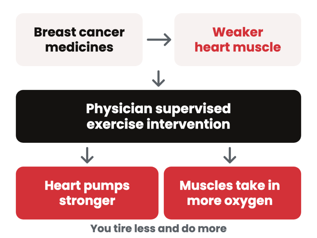 Diagram. Breast cancer medicines lead to a weaker heart muscle. A physician supervised exercise intervention then makes the heart pump stronger and the muscles take in more oxygen.
