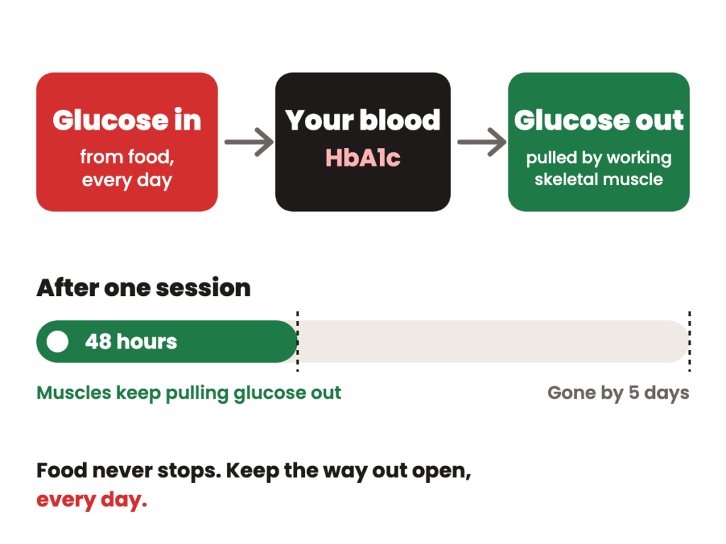 Diagram of the glucose equation: glucose in from food, your blood and HbA1c in the middle, glucose out through working skeletal muscle, and 48 hours after one session