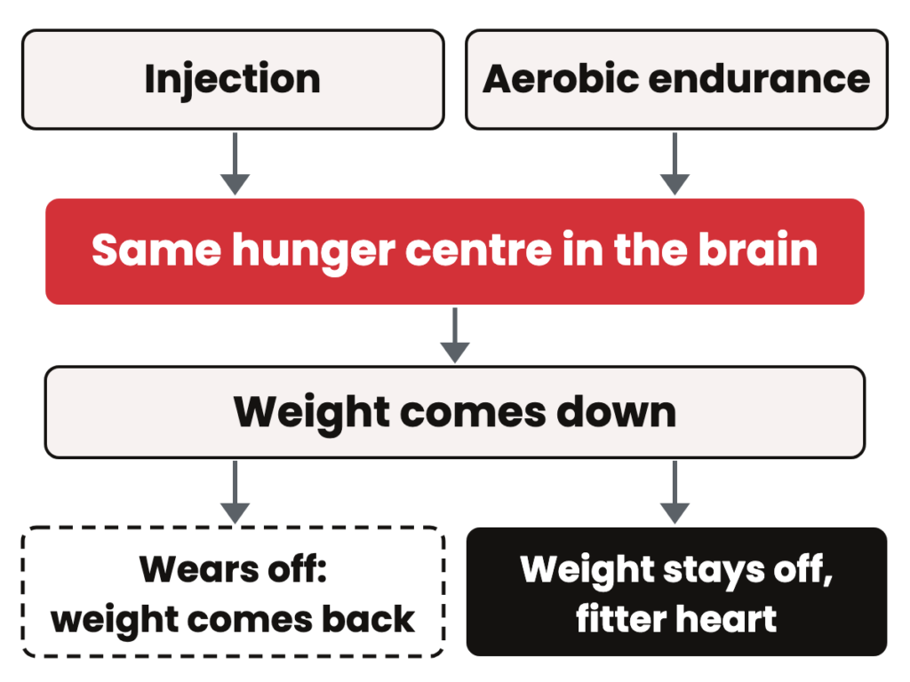 Diagram: an injection and aerobic endurance both reach the brain's hunger centre and lower weight; the injection ends with weight coming back, endurance with weight kept off.